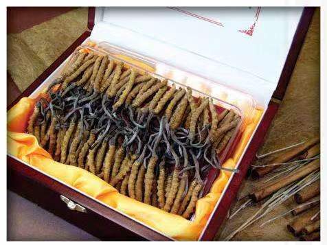 晋源冬虫夏草回收